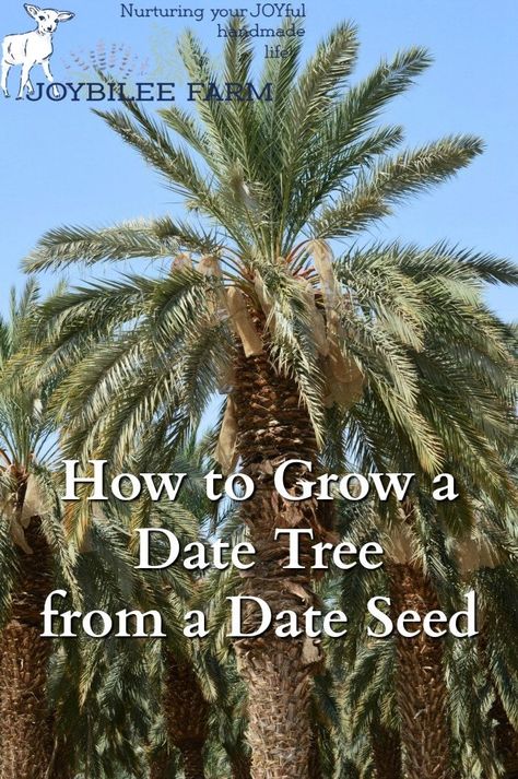 You can grow your own date tree from a date seed, found in a grocery store date. Date Tree, Date Plant, Dates Tree, Farm Diy, Diy Container Gardening, Natural Ecosystem, Growing Fruit, Replant, Growing Seeds