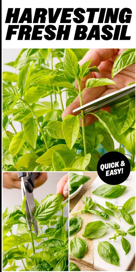 How Do You Dry Fresh Basil, How To Harvest Basil From Plant, Harvest Basil How To, Harvesting Basil How To, How To Harvest Basil, How To Pick Basil, Storing Fresh Basil, Harvest Basil, Preserving Basil