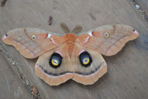 The polyphemus moth (Antheraea polyphemus) is a North American member of the family Saturniidae, the giant silk moths.[1] It is a tan-colored moth, with an average wingspan of 15 cm (6 in). The most notable feature of the moth is its large, purplish eyespots on its two hind wings. The eye spots give it its name – from the Greek myth of the Cyclops Polyphemus. The species is widespread in continental North America, with local populations found throughout subarctic Canada and the United States. Moths With Eyes On Wings, North American Moths, Moth With Eyes On Wings, Polyphemus Moth Tattoos, Specimen Tattoo, Moth With Eyes, Moth Eyes, Polyphemus Moth, Silk Moths