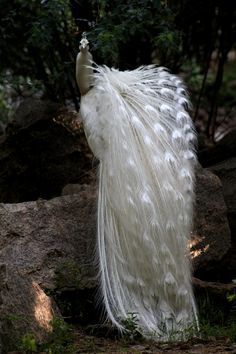 white peacock | bird photography #peafowl                                                                                                                                                     More Peacock Images, Peacock Photos, Albino Animals, White Peacock, Peacock Bird, Exotic Birds, Pretty Birds, Colorful Birds, Bird Photography