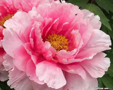 Hofburg Garden Light Pink Peony, Entrance Painting, Painting Learning, Kristina Webb, Peony Painting, Beautiful Flowers Wallpapers, Floral Photo, Vienna Austria, Big Flowers