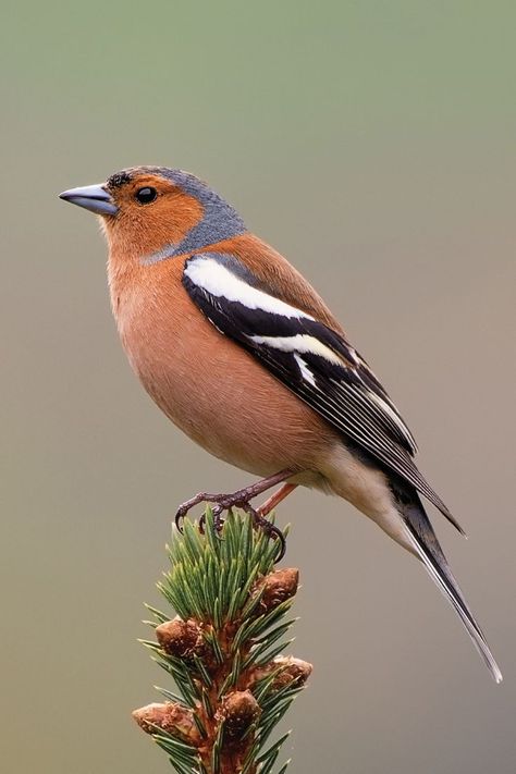 Get to know the Chaffinch, a colourful and widespread bird in the UK. Learn about its striking appearance, melodic song, and the role it plays in our gardens and woodlands. Bird Photos Photography, Bird Drawing Easy, Drawing Easy Pencil, Simple Bird Drawing, Tropical Bird Art, Shading Pencil, British Wildlife Art, Bird Sketches, Fantasy Bird