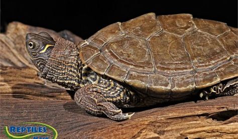 Black Knobbed Map Turtle, Mississippi Map Turtle, Turtle Pet, Florida Box Turtle, Horsefield Tortoise, Map Turtle, Turtle Care, Sea Turtle Conservation, Snapping Turtle