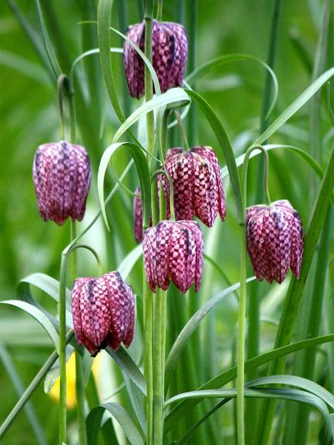 Fritillaria meleagris – Snake’s Head- See more at: http://worldoffloweringplants.com/fritillaria-meleagris-snakes-head Fritillaria Meleagris, April Flowers, Garden Spring, Garden Shrubs, Spring Bulbs, Woodland Garden, Bulb Flowers, Country Gardening, All Flowers