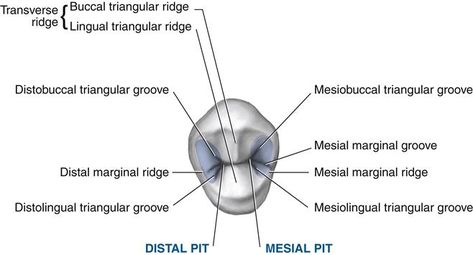 17. Permanent Posterior Teeth | Pocket Dentistry Dental Patient Education, Tooth Morphology, Dental Notes, Neck Anatomy, Teeth Anatomy, Dental Assistant Study, Dental Information, Teeth Drawing, Sensitive Teeth Remedy