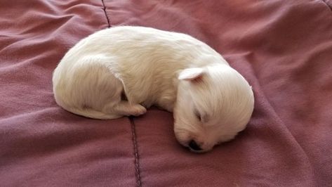 Litter of 5 Zuchon puppies for sale in SHAWNEE, KS. ADN-70740 on PuppyFinder.com Gender: Male. Age: 3 Weeks Old Papillon Puppies For Sale, Teddy Bear Puppies, Teacup Maltese, Papillon Puppies For Sale Near Me, Newborn Puppies, All Things Cute, Maltese, Puppies For Sale, Cuteness Overload