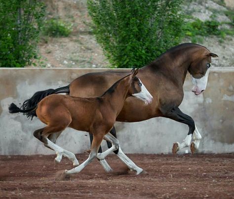 Spanish Purebred AKA PRE or Andalusian. This mare and foal present the splash white coat, a primitive trait of the breed which was not desired in past decades and consequently it nearly disappeared. Recently, some breeders are trying to recover this colour. Perfection! Ahal Teke, Unique Horses, Mare And Foal, Horse Colors, Baby Horses, Foto Tips, All The Pretty Horses, Breyer Horses, Horse Crazy