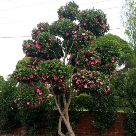 Camelia Sasanqua, Camelia Tree, Camellia Garden, Cloud Pruning, Camellia Tree, Camellia Sasanqua, Australian Garden, Outdoor Crafts, Topiaries