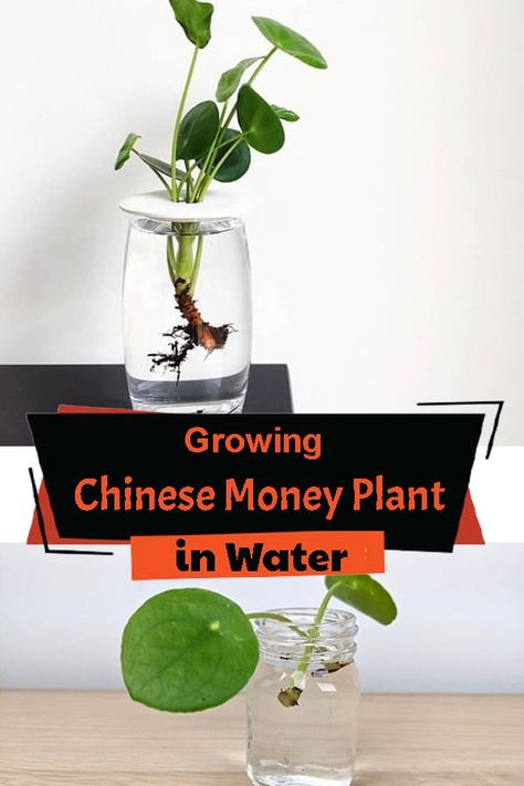 Learn all about Growing Chinese Money Plant in Water in easy steps and showcase the beauty of this plant in transparent jars and vases! Rooting Plants In Water Jars, Repotting Chinese Money Plant, Chinese Money Plant In Water, Money Plant In Water, Growing Houseplants In Water, Plants Grown In Water Houseplant, Plants In Glass Jars, Chinese Money Plant Care, Money Plant Care