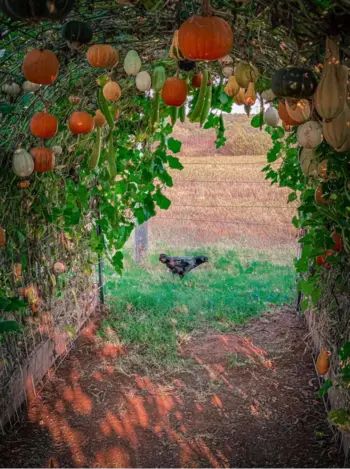 Dream Garden Vegetable, Garden Pond Design, Growing Pumpkins, Vertical Garden Wall, Vegetable Garden Diy, Vertical Gardening, Woman Cave, Vertical Gardens, New Garden