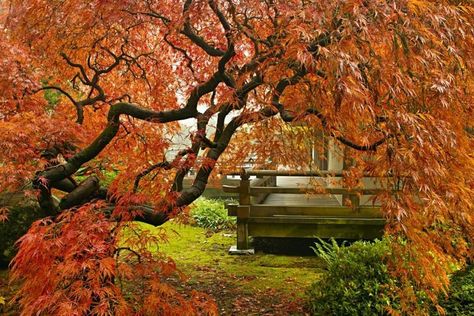 Coral Bark Maple, Japanese Red Maple, Lace Leaf, Portland Japanese Garden, Red Maple Tree, Flowering Cherry Tree, Gardens Of The World, Orange Dream, Summer Trees