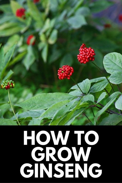 How To Grow Ginseng, Growing Ginseng, Ginseng Plant, Mushroom Growing, Gardening Guide, Medicinal Garden, Soil Testing, Garden Guide, Easy Plants