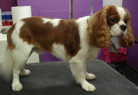 King Charles Cavalier Spaniel Haircut, Cavalier King Charles Spaniel Haircut, Cavalier King Spaniel, King Spaniel, Cavalier King Charles Spaniel Tricolor, King Charles Puppy, Puppy Time, Cavalier King Charles Dog, King Charles Dog