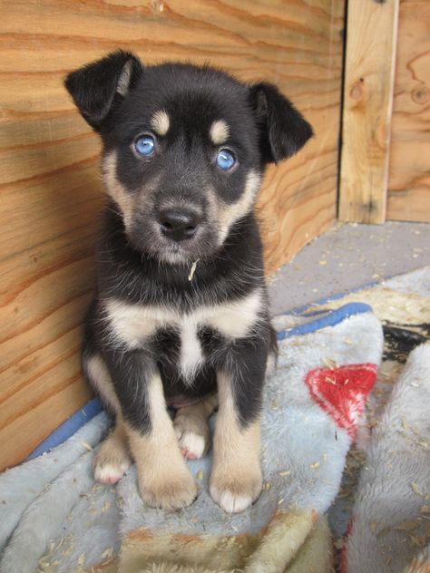 Snooki is a Husky Aussie Rottweiler Puppy Obedience Training, Positive Dog Training, Rottweiler Mix, Adorable Puppies, Husky Mix, Rottweiler Puppies, German Shepherds, Dog Behavior, Siberian Husky