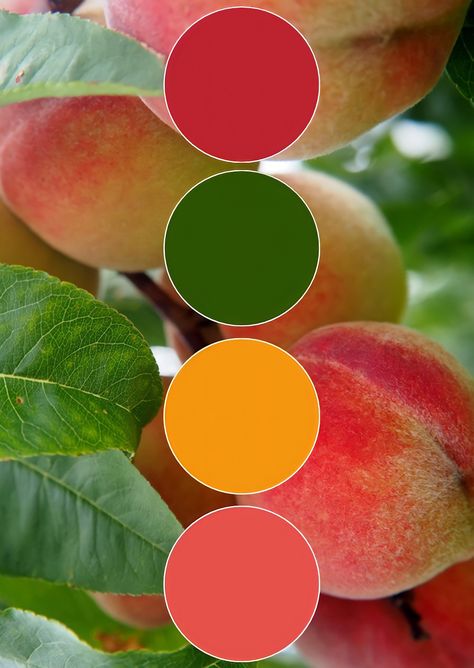 Papaya Color Palette, Mango Color Palette, Fruit Color Palette, Colour Pallettes, Fruit Nails, Color Catalog, Colour Combos, Color Play, Taste The Rainbow