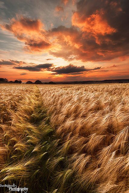 Like A Dream, Roseberry Topping, North Yorkshire, England by Dave Brightwell on Flickr Barley Field, Clouds In The Sky, Fields Of Gold, Wheat Field, Sky And Clouds, North Yorkshire, Barley, Beautiful Photography, Amazing Nature