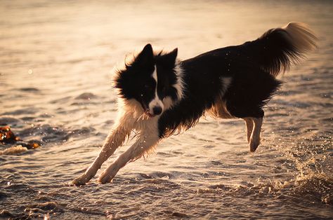 White Border Collie, Border Collie Puppies, Herding Dogs, Border Collie Dog, Collie Dog, Working Dogs, Baby Dogs, Beautiful Dogs, Mans Best Friend