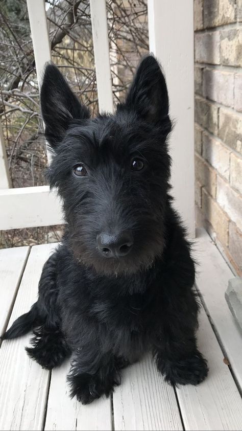 Scottish Terrier Haircut, Black Scottish Terrier, Scottish Dog, Scotties Dog, Black Terrier, Scottie Puppies, Scottish Terrier Puppy, Scottie Terrier, Scotty Dog