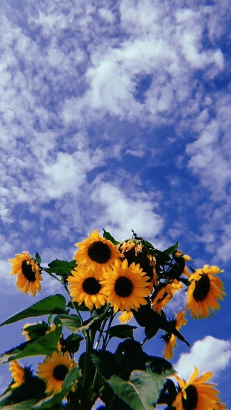 Sunflowers Aesthetic, Sunflower Field Pictures, Field Pictures, Wallpapers Ideas, Sunflower Field, Sunflower Fields, Daily 5, 5 Months, Nature Scenes