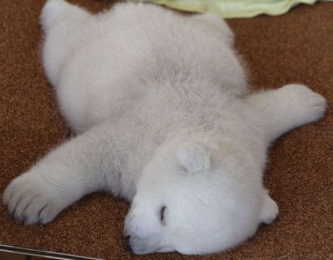 Polar Bear Images, Baby Polar Bear, Baby Polar Bears, Cute Polar Bear, Bear Cub, Bear Pictures, Pretty Animals, Silly Animals, Bear Cubs