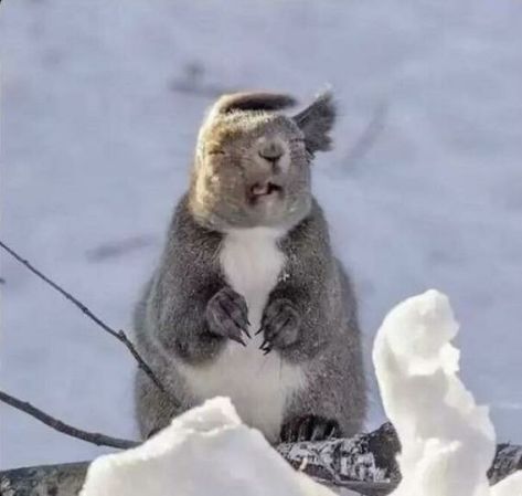 Squirrel Not Enjoying That Wind Funny Looking Animals, Animals Wallpapers, Harry Potter Quiz, Funny Animal Memes, German Shepherd Puppies, Funny Animal Pictures, Koala Bear, Animal Memes, Animal Gifs