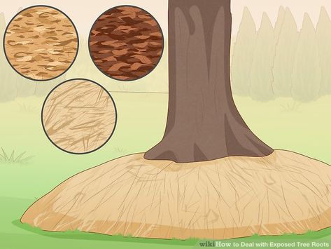 3 Ways to Deal with Exposed Tree Roots - wikiHow Cover Tree Roots In Yard, Landscaping Around Tree Roots, Tree Roots Landscaping, Exposed Tree Roots, Backyard Wonderland, Garden Soil Mix, Colorado Blue Spruce, Landscaping Around Trees, Soil Erosion