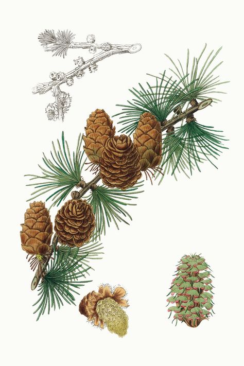 Pine Botanical Illustration, Medical Plants, Drawing Plants, Winter Patterns, Plant Illustrations, Green Leaf Wallpaper, Sketch Free, Free Drawing, Illustration Flower