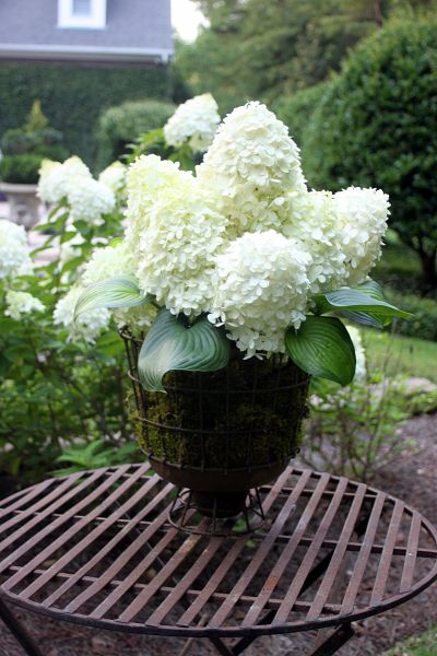 Limelight and hosta Limelight Hydrangea Wedding, Hydrangea Inspiration, Landscape With Limelight Hydrangea, Limelight Hydrangea Centerpiece, Limelight Hydrangea Arrangement, Limelight Hydrangea Bouquet, White Hydrangea Bouquet, Fragrant Bouquet Hosta, Corner Curtains