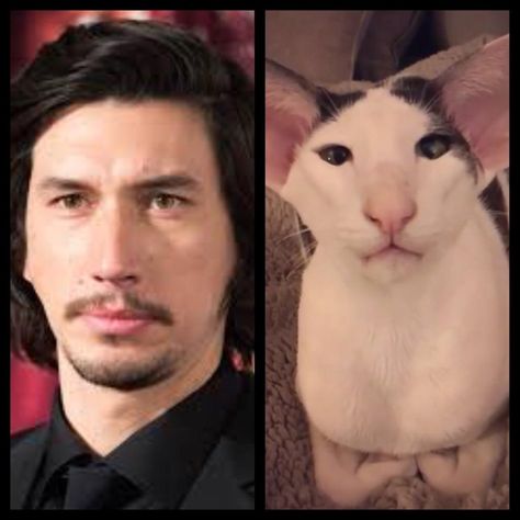 Adam Driver and twin cat. Adam Driver Cat, Adam Driver, All About Cats, Cat Pin, Twins, Collage, Funny, Animals, Pins