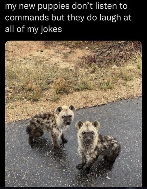 Baby German Shepherds, Cute Goats, Pretty Animals, Wild Dogs, Silly Animals, Funny Animal Memes, Hyena, Animal Photo, New Puppy