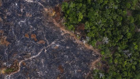 The Worrisome Link Between Deforestation And Disease : NPR Destruction Of Nature, Amazon Deforestation, Land Clearing, Human Environment, Habitat Destruction, Land Use, Amazon Rainforest, Natural Environment, Scientists