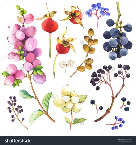 Watercolor Illustration With Branches, Leaves And Berries. Illustration With Branches, Leaves And Berries. Watercolor Set Of Winter And Autumn Forest Plants. Collection Of Herbarium Garden. - 342609140 : Shutterstock Forest Plants, Illustration Blume, Winter Plants, Illustration Botanique, Watercolor Leaves, Plant Illustration, Fruit Art, Autumn Forest, Floral Illustrations