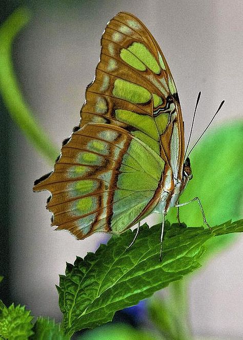 ❤️ Malachite Butterfly, Gorgeous Butterflies, Avocado Plant, Butterfly Species, Moth Caterpillar, Flying Flowers, Beautiful Bugs, Butterfly Pictures, Butterfly Kisses