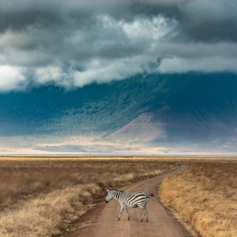 Ngorongoro Crater Tanzania, Vacay Aesthetic, Wildebeest Migration, Serengeti Tanzania, Ngorongoro Crater, Africa Adventure, Tanzania Safari, Travel Advisor, Board Member