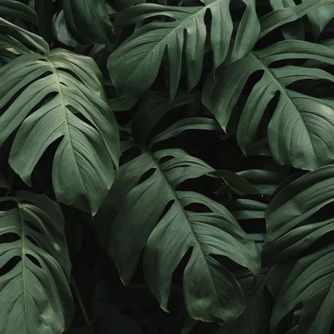 Download A Close Up Of A Large Green Plant | Wallpapers.com Felt Rug, Coconut Palm Tree, Coconut Palm, Tile Floors, Tropical Plants, Palm Tree, Close Up, Tile, Coconut