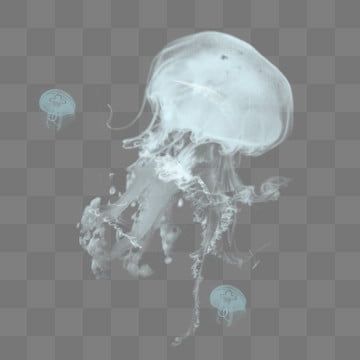 Jellyfish Png Aesthetic, Jellyfish Png, Jellyfish Png Icon, Jellyfish Transparent, Splash Effect, Jellyfish Art, Png Aesthetic, Clear Background, Png Icons