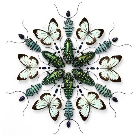 Christopher Marley insect art - stunning! Group Of Butterflies, Insect Display, Christopher Marley, Best Art Books, Bug Art, Beautiful Bugs, Insect Art, School Art Projects, Wow Art