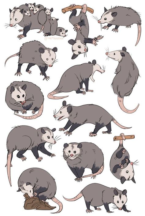 Cryptid Academia, Sitting Drawing, Kidcore Art, Raccoon Art, Awesome Possum, Tattoo Reference, Arte Indie, Beautiful Tattoo, Next Tattoo