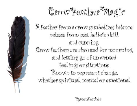 Crow feather magic *Please check your local and federal guidelines for feather collection and possession!* Feather Magic, Feather Meaning, Feather Collection, Crow Feather, Animal Spirit Guides, Wicca Witchcraft, Utila, Practical Magic, Magic Spells