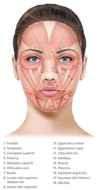 Botox Injection Sites, Muscles Anatomy, Skin Anatomy, Facial Anatomy, Botulinum Toxin, Face Anatomy, Facial Aesthetics, Human Body Anatomy, Facial Wrinkles