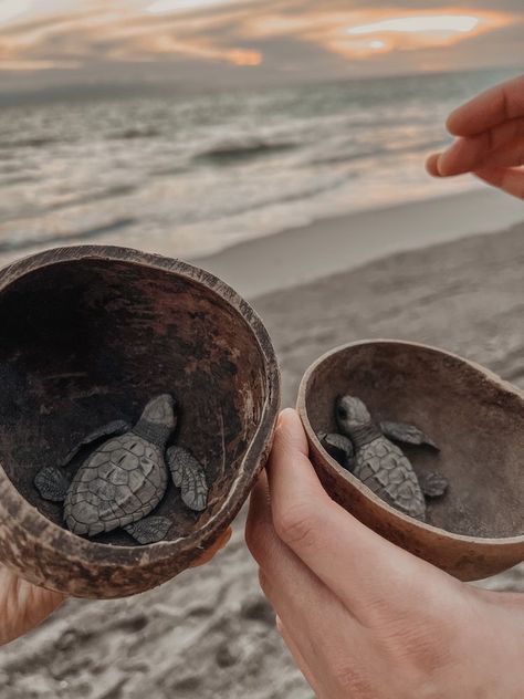 Where to Release Sea Turtles in Puerto Vallarta [2023] Sea Turtles Hatching, Sea Turtle Nest, Turtle Hatching, Big Turtle, Baby Sea Turtles, Baby Sea Turtle, Flamingo Beach, Nature And Wildlife, At The Sea