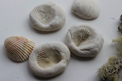 Create shell and other nature imprints in salt dough!  Good to do for activity back at the house. Imagination Tree, Playdough Recipe, Driftwood Crafts, Salt Dough, Beach Crafts, Seashell Crafts, Reggio Emilia, Shell Crafts, Nature Crafts