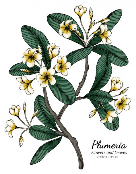 Flower And Leaf Drawing, Plumeria Drawing, White Background Drawing, Plumeria Flower Tattoos, Purple Plumeria, Flower White Background, Plumeria Tattoo, Plumeria Tree, Flower Drawing Tutorials