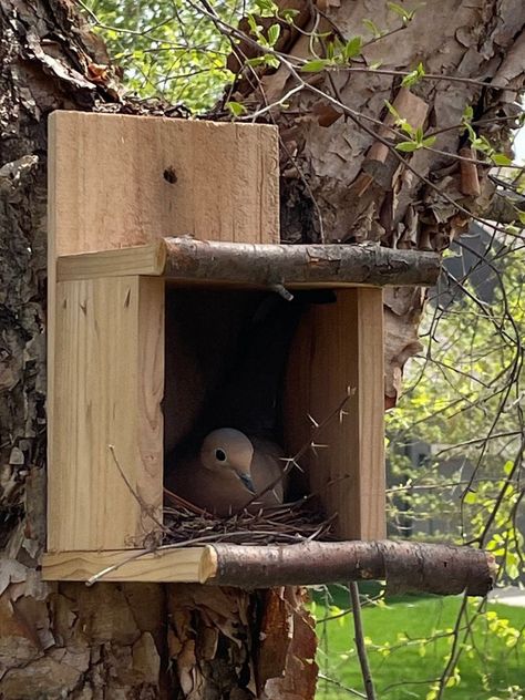 Dove Bird House, Dove Nest, Bird House Plans Free, Bird Nesting Box, Backyard Birds Sanctuary, Homemade Bird Houses, Bird Houses Ideas Diy, Bird House Feeder, Bird House Plans