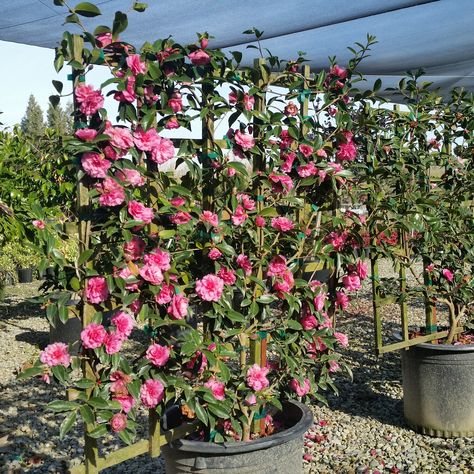 Camellia sasanqua on trellis Camelia Sasanqua Hedge, Camellia Espalier, Camellia Hedge, Sasanqua Camellia, Camellia Bush, Camellia Garden, Southern Landscape, Camellia Tree, Camellia Sasanqua