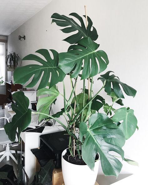 Two things I wish I knew before I got a Monstera Deliciosa plant: 🌿Give it a support pole or two before it grows big and floppy. I recently added new support poles and it was tricky to train the out of the control Monstera stems, but the plant looks much nicer after training. 🌿 Put it in a self watering pot! I repotted my plant into a self watering pot last year and it is thriving more than ever. Monstera Deliciosa requires roots in good health to grow well so watering from the bottom is the b Florida Plants, Philodendron Plant, Indoor Plant Care, Trailing Plants, Decoration Plante, Plant Photography, Monstera Plant, Monstera Deliciosa, Plant Mom