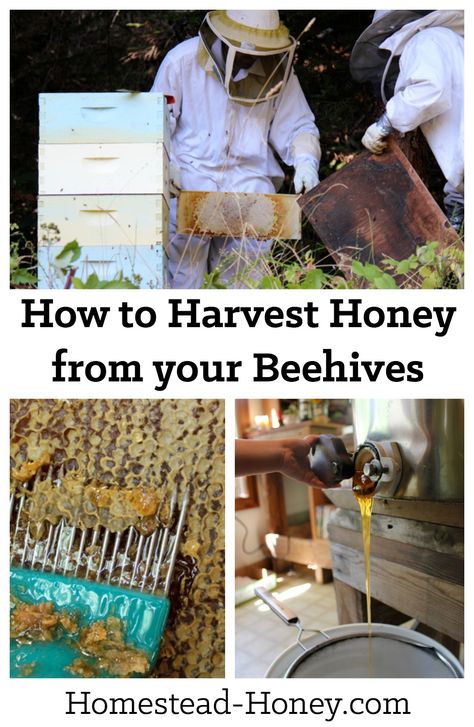 How to harvest honey from your homestead beehives | Homestead Honey Harvesting Honey, Raising Bees, Backyard Beekeeping, Bee Farm, Bee Keeper, Backyard Farming, Most Satisfying, Honey Bees, Bees Knees