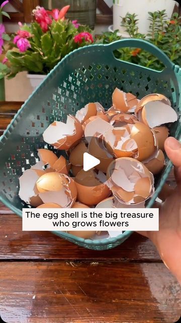 Egg Shells For Plants, Eggshells In Garden, Apartment Vegetable Garden, Raised Bed Garden Ideas, Bed Garden Ideas, Walls Interior Design, Flower Fertilizer, Grafting Plants, Raised Bed Garden