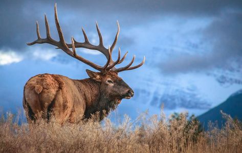 Female Elk, Elk Pictures, Elk Photo, Deer Species, Bull Elk, American Animals, Boreal Forest, Deer Family, Elk Antlers