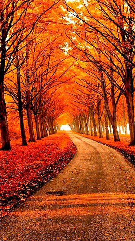 Belle Image Nature, तितली वॉलपेपर, Autumn Scenes, Tree Photography, Autumn Scenery, Dirt Road, Nature Adventure, Fall Pictures, Beautiful Nature Wallpaper